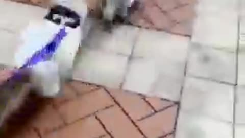 Funny cats in life - Cute and Funny Cat Videos Compilation