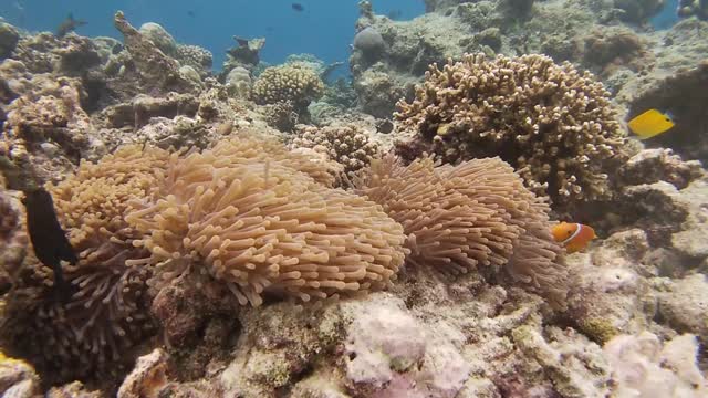 Clown Fish in the Ocean at the Maldives