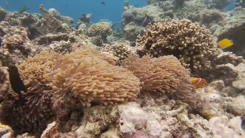 Clown Fish in the Ocean at the Maldives