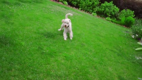 How To Train Your Cuty Pet Dog