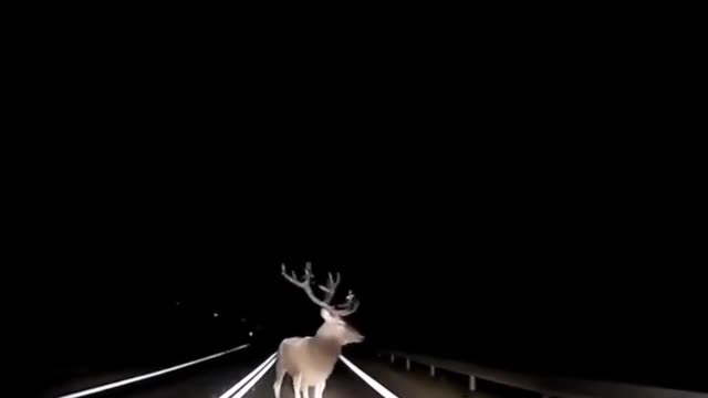 Oh Deer #InstantKarma