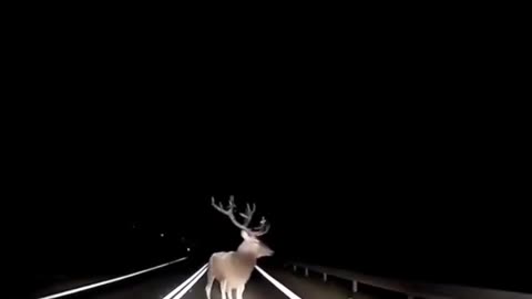 Oh Deer #InstantKarma