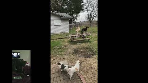 Make Your Dog Howl Guarantee