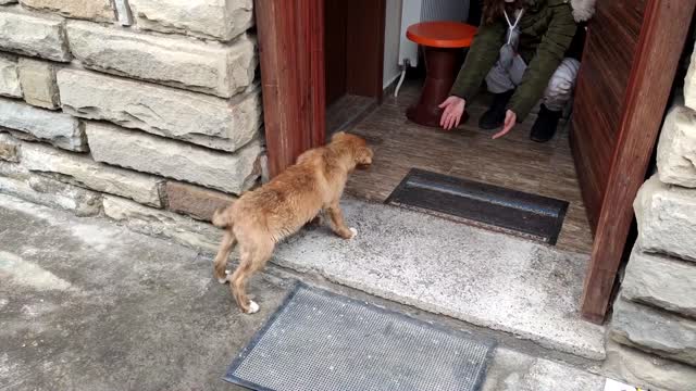 Abandoned Puppy Followed Us Home And We Let Him In,you will cry with this video 2021