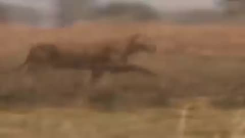 Wildlife brave giraffe kik five lion to save baby. Power of lion in animal