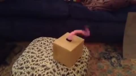 Knife Wielding Tentacle