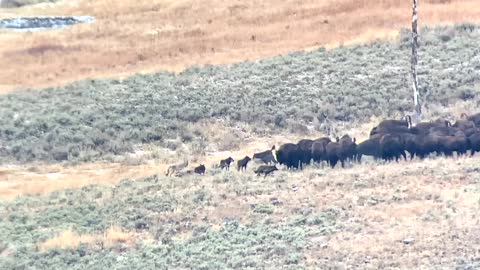 Wolf pack attempts to take down a bison in Yellowstone