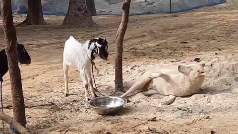 Goat and dog fighting, goat fight with dog
