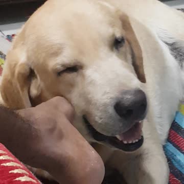 Labrador loves the scratch from the owner.
