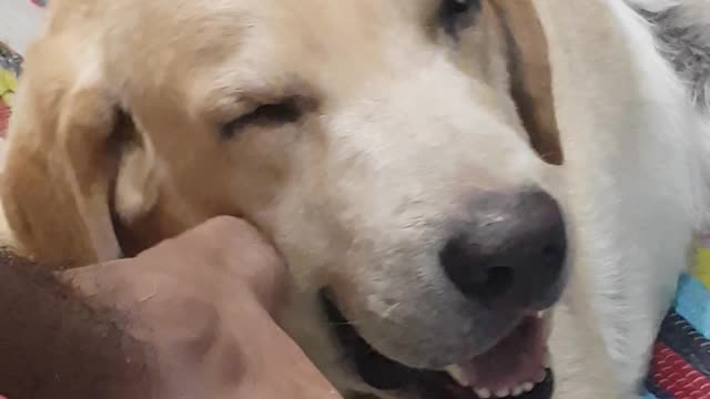 Labrador loves the scratch from the owner.