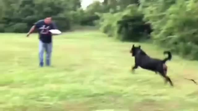 Dog run... 😝funny