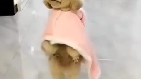 Cat dunce video