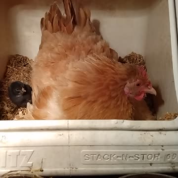 Setting chicken hatched a couple