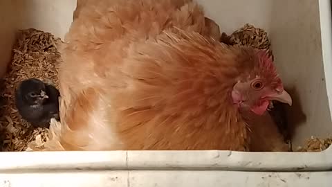 Setting chicken hatched a couple