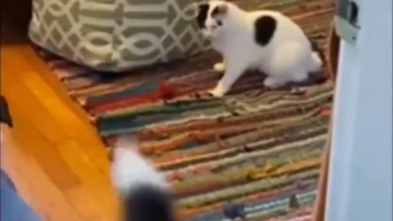 Animal funn