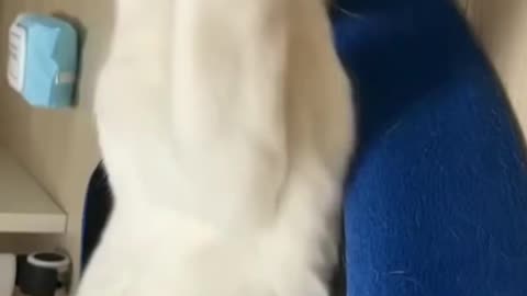 cute cat videos 😹 funny videos 😂