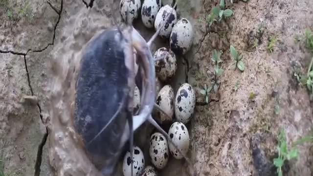 Amazing snake video | Most viral video