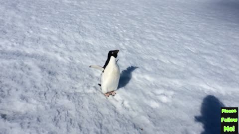 Angry Penguin ( Take 2)