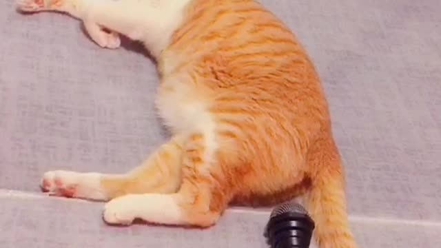 Funny Cats Funny Cat Videos #