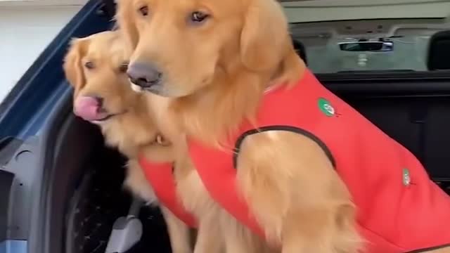 Videongakak - Viral Cute and Funny Dog Videos Compilation Baby Dogs - Funny Puppy Videos 2021