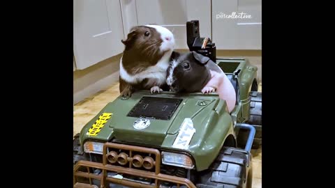 Cute Pets Part-1 💕💕