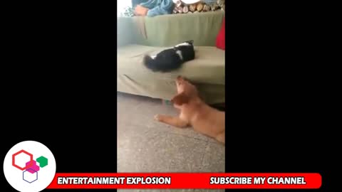 Cat vs Dog Fight