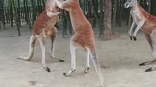 My little brothers are always fighting