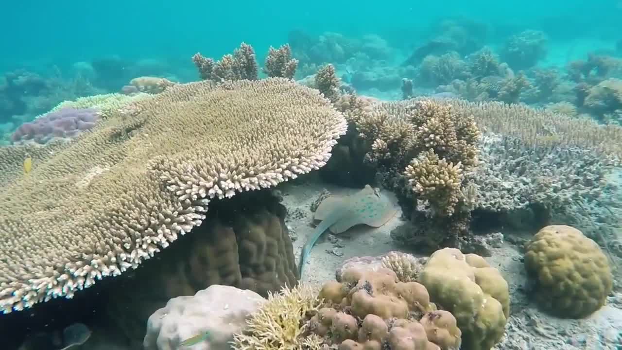 Oceanic view undewater BUNAKEN, INDONESIA