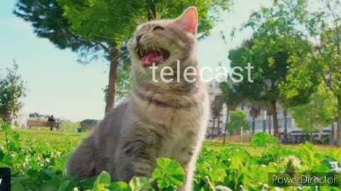 Funny cat newvideo