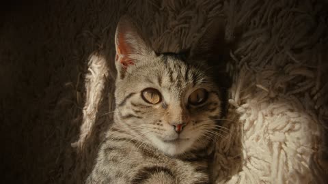 Nice Cat