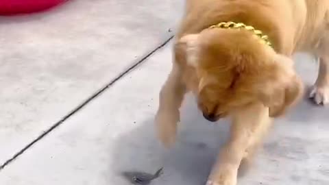 Haha, are dogs so scared?