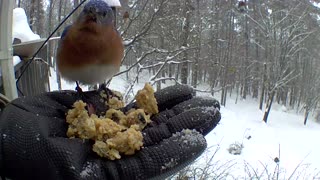 bluebirds eating from my hand