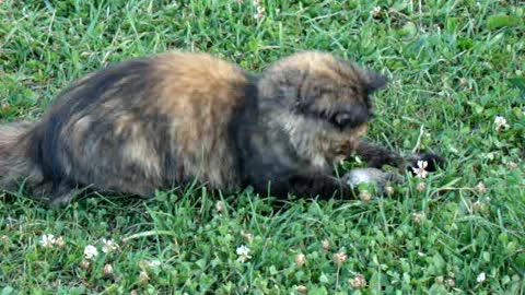 a cat plays with a caught mouse