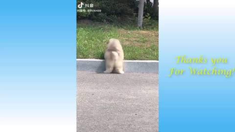 Complication of Cute Pets And Funny Animals