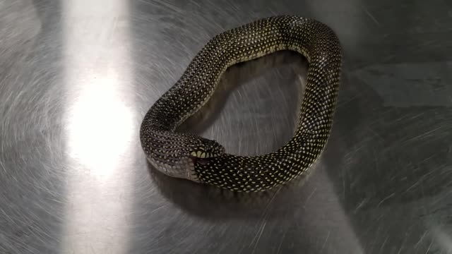 Snake eating itself