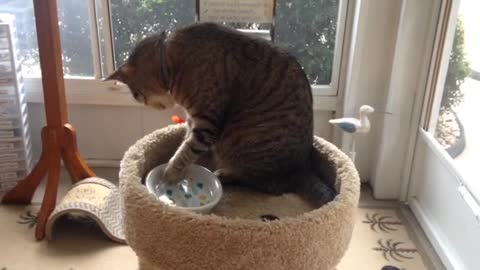 A fany cat 🙀 play with water