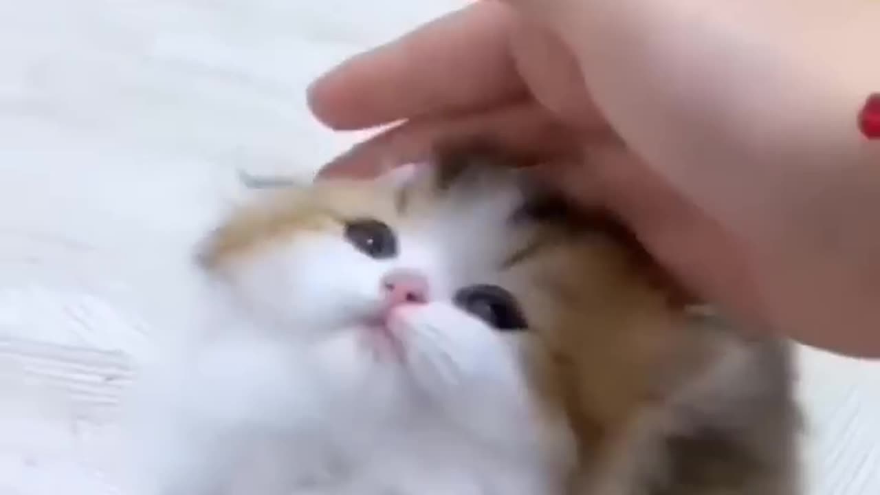 Cute Kitten