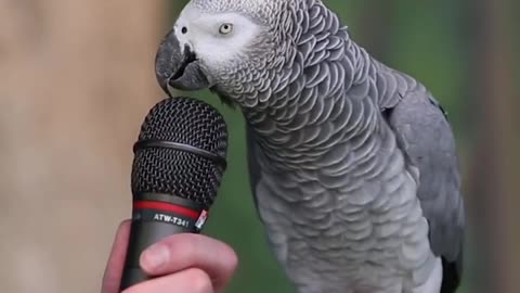 Einstein the African Grey Parrot showed off her vocabulary skills with a 200 sounds