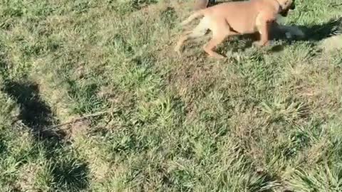 #amazing cute dog #bull Playing Challenge