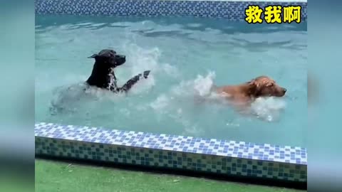 Animal kiddings and fun with humans