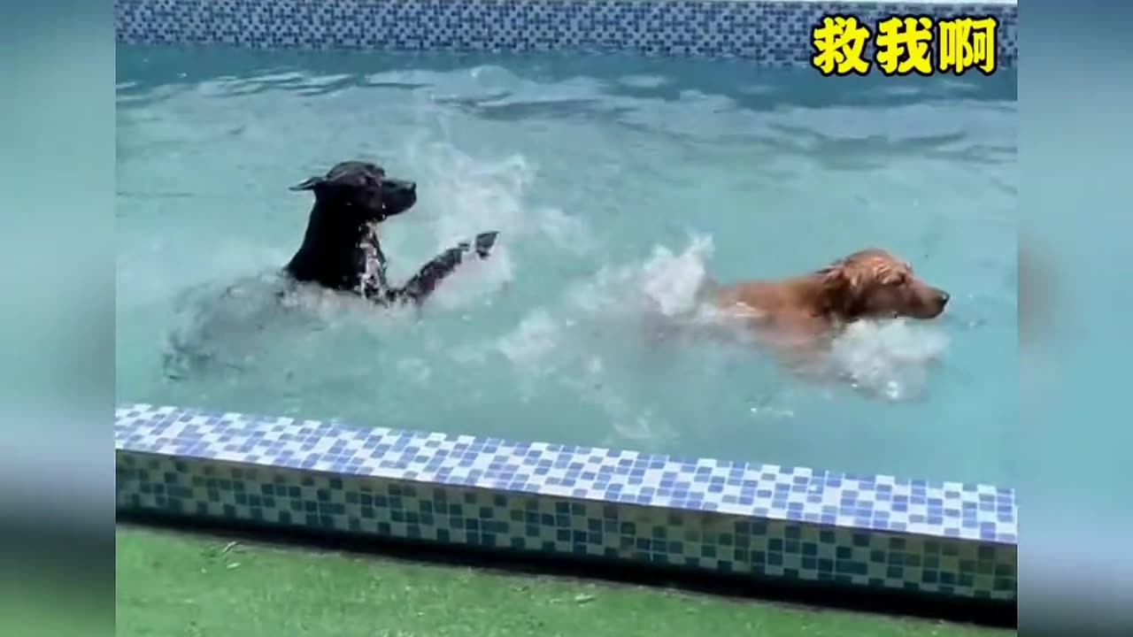 Animal kiddings and fun with humans