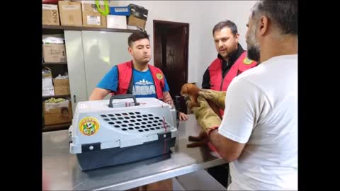 Young man discovers that kitten adopted in Argentina was a cougar