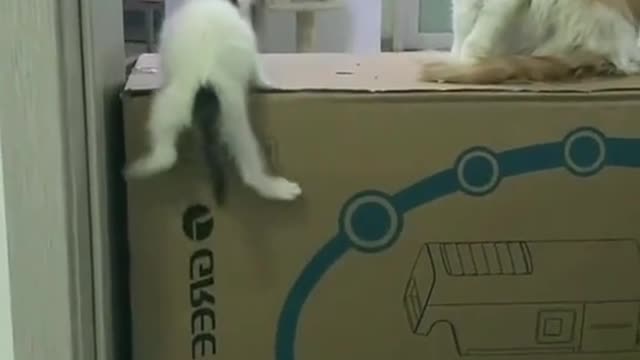 Cute Kittens VII