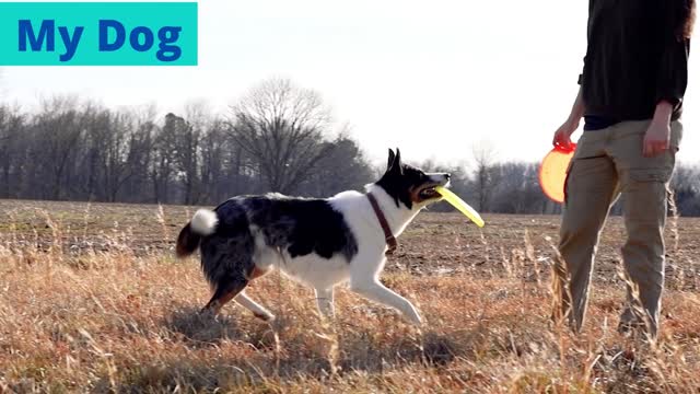 Training of dogs | Dog Obedience | Easy Dog Training