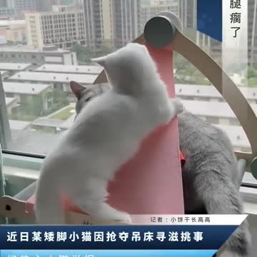 Aww Cute Cats Videos #catmeow Funny Cats Videos Compilation😹 Baby cat videos #shorts 2