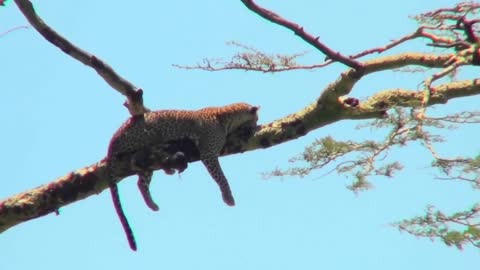 an africa leopard lounges in a tree
