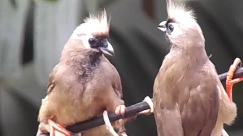 Video Of Birds Perched On A Branch (2)