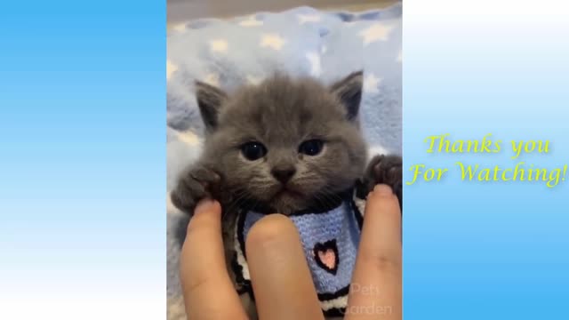 Funny And Cute Cat'S Life (Part 11) Cats And Owners Are The Best Friends Videos