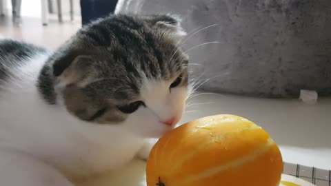 A baby cat that enjoys drinking water from melon.