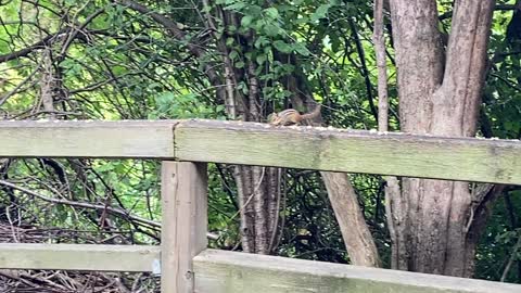 Chipmunk window shopping 😊